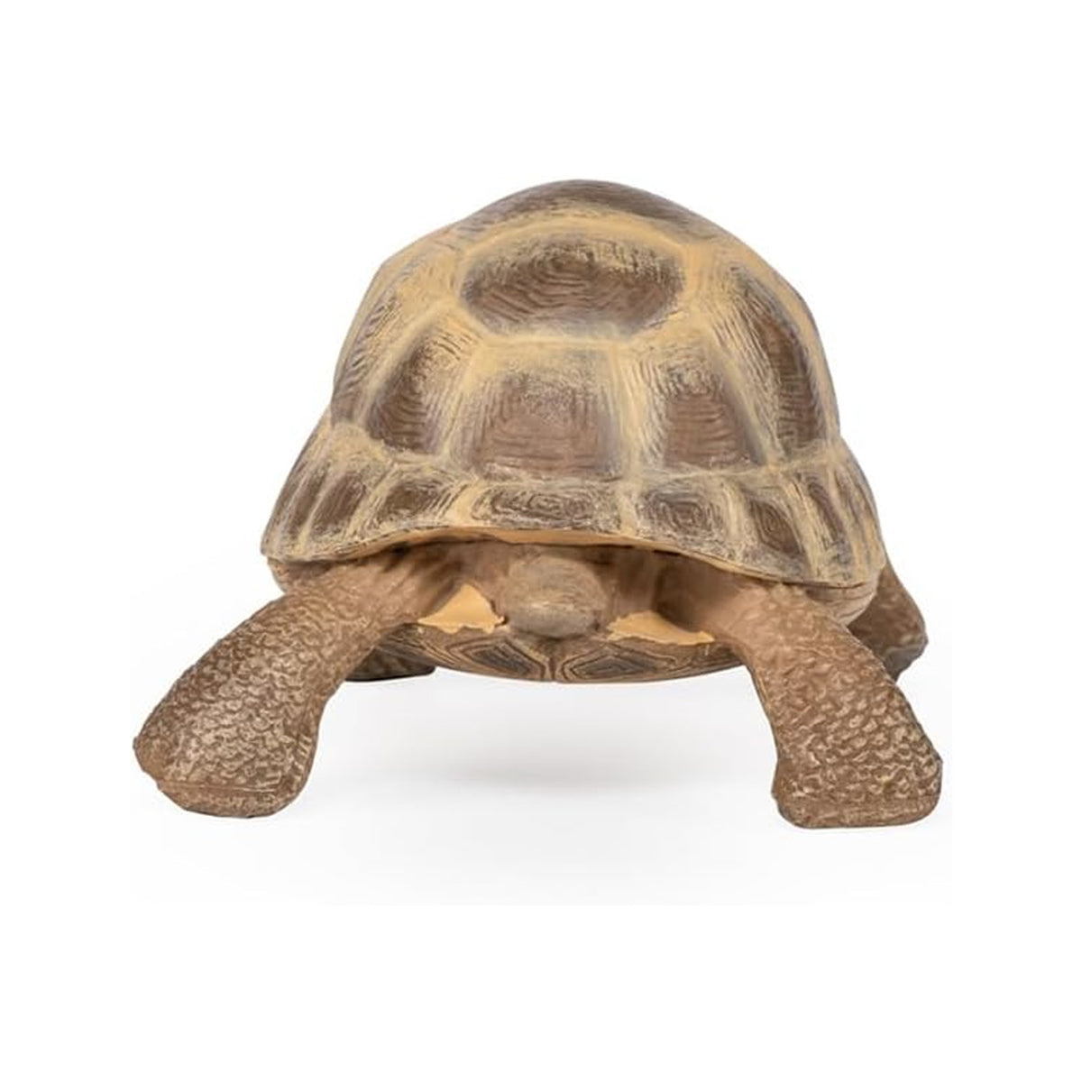 Papo Hermann's Tortoise