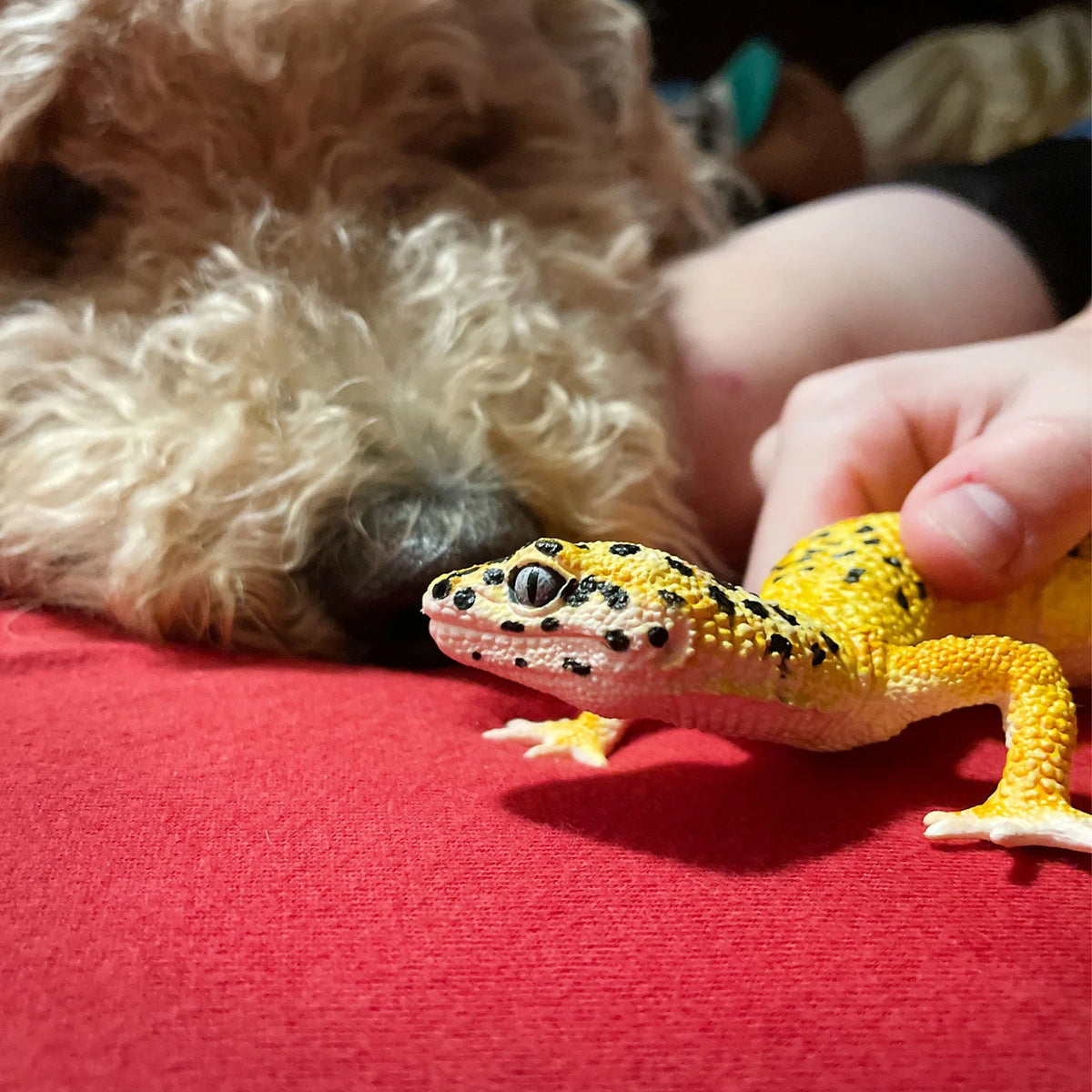 Safari Ltd Leopard Gecko XL