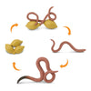 Safari Ltd Life Cycle Of A Worm