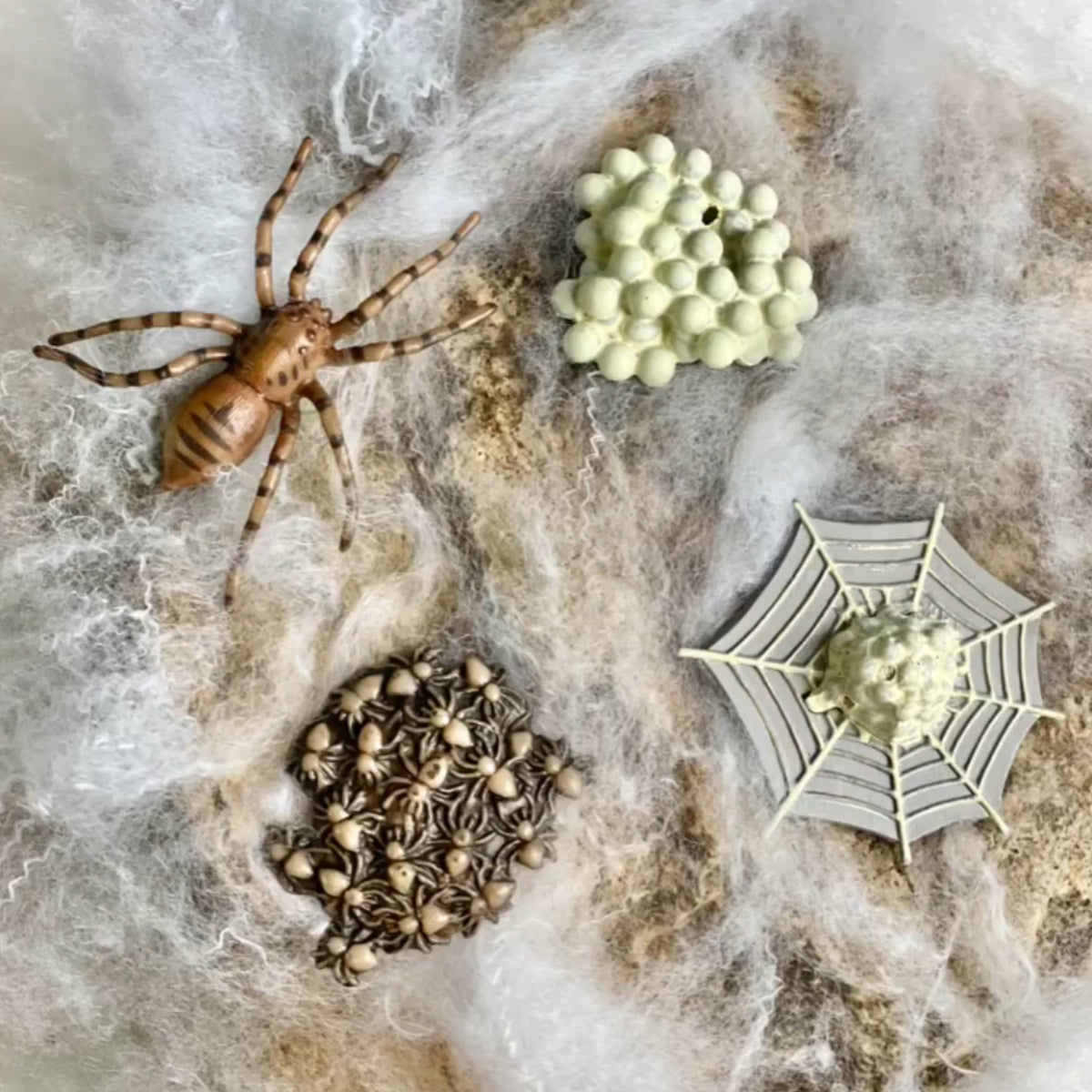 Safari Ltd Life Cycle of a Spider