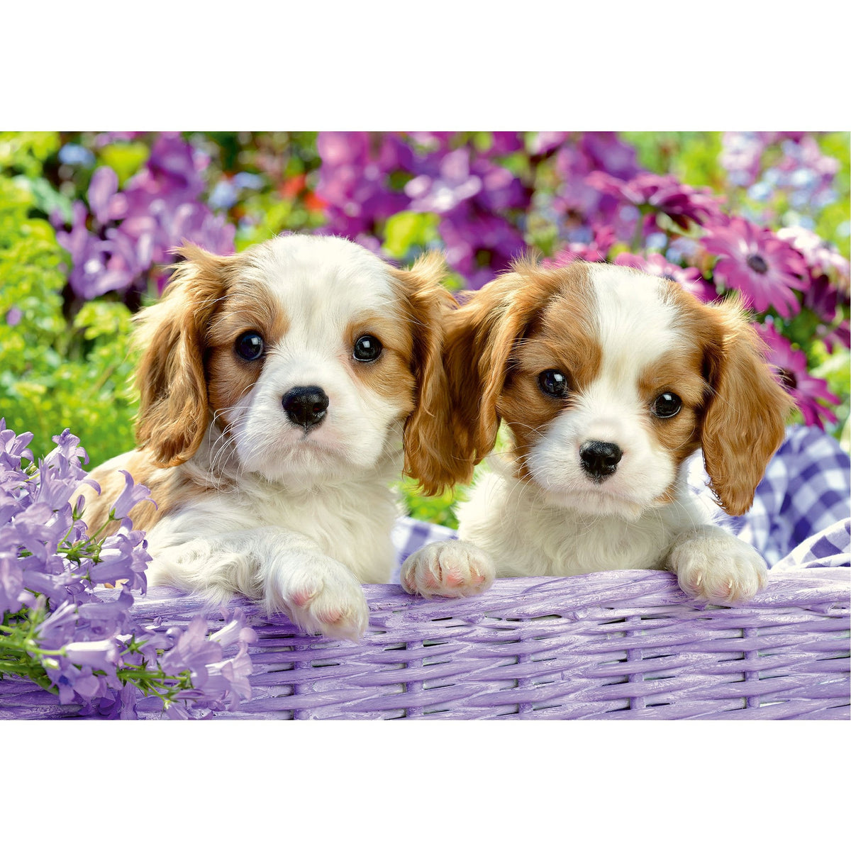 Ravensburger Me and My Pal 2x24pc-RB05029-1-Animal Kingdoms Toy Store