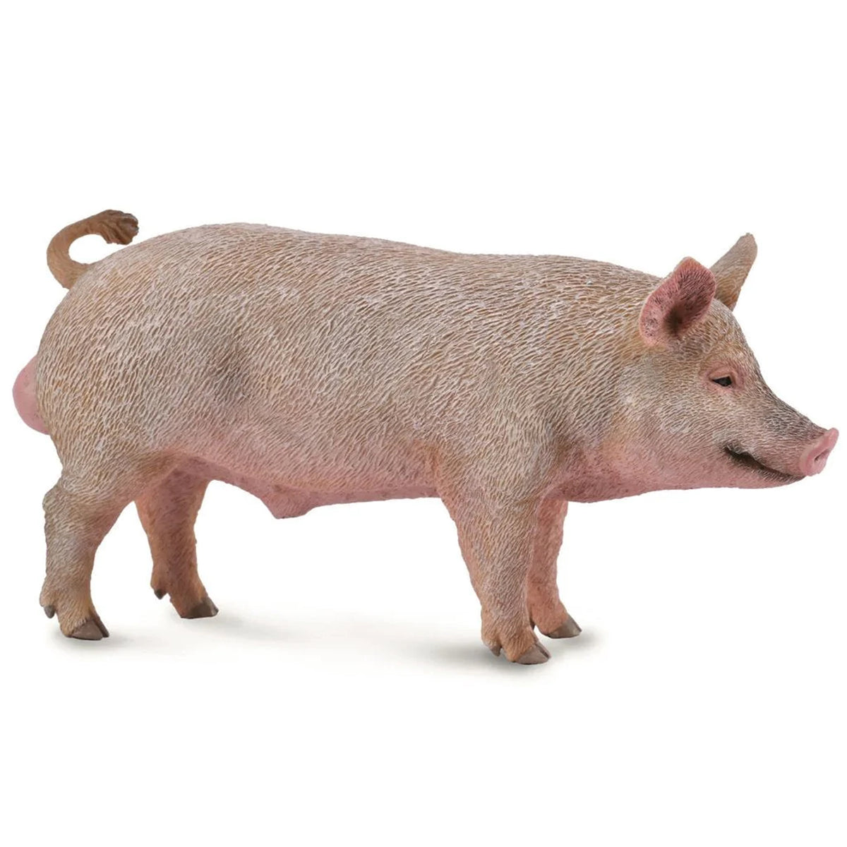 CollectA Boar