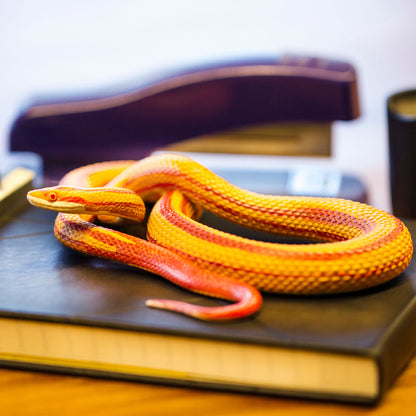 Safari Ltd Corn Snake XL
