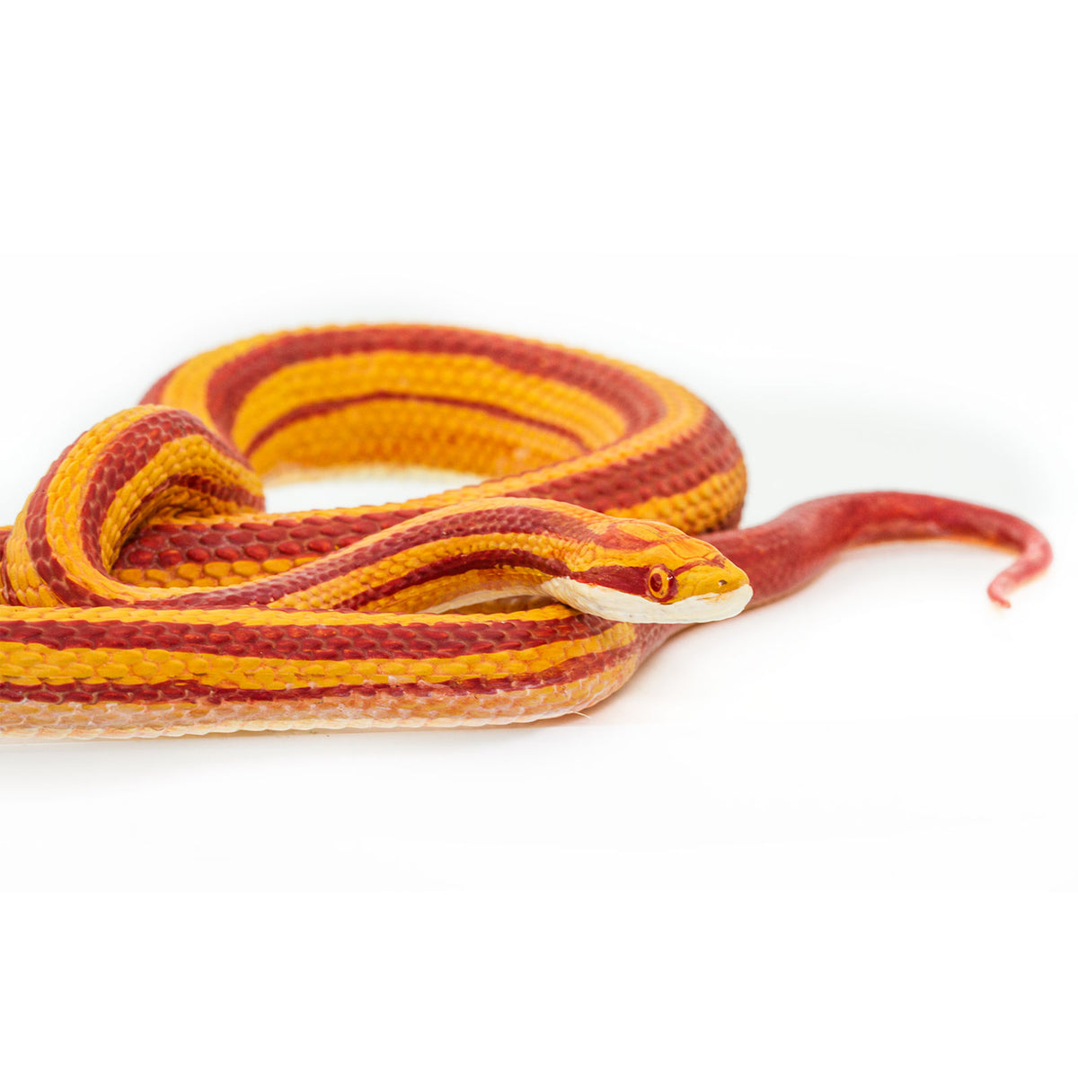 Safari Ltd Corn Snake XL