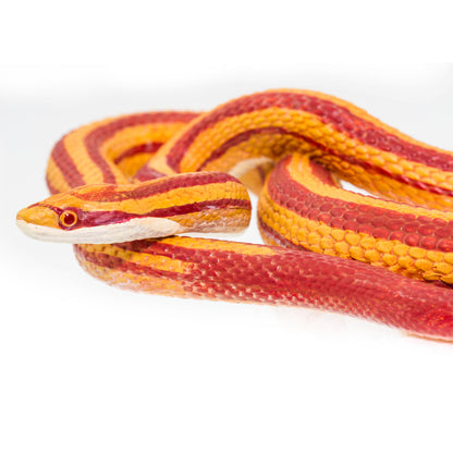 Safari Ltd Corn Snake XL