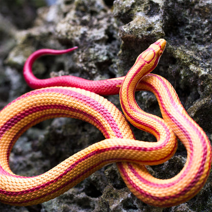 Safari Ltd Corn Snake XL