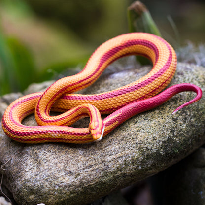 Safari Ltd Corn Snake XL