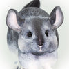 Safari Ltd Chinchilla Large Scale XL
