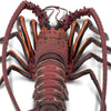Safari Ltd Spiny Lobster Scale: 1:1 XL