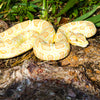 Safari Ltd Albino Burmese Python XL