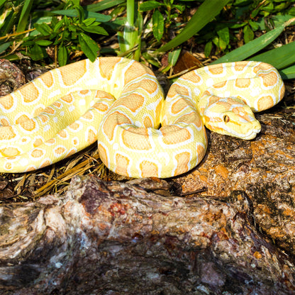 Safari Ltd Albino Burmese Python XL