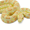 Safari Ltd Albino Burmese Python XL
