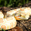 Safari Ltd Albino Burmese Python XL