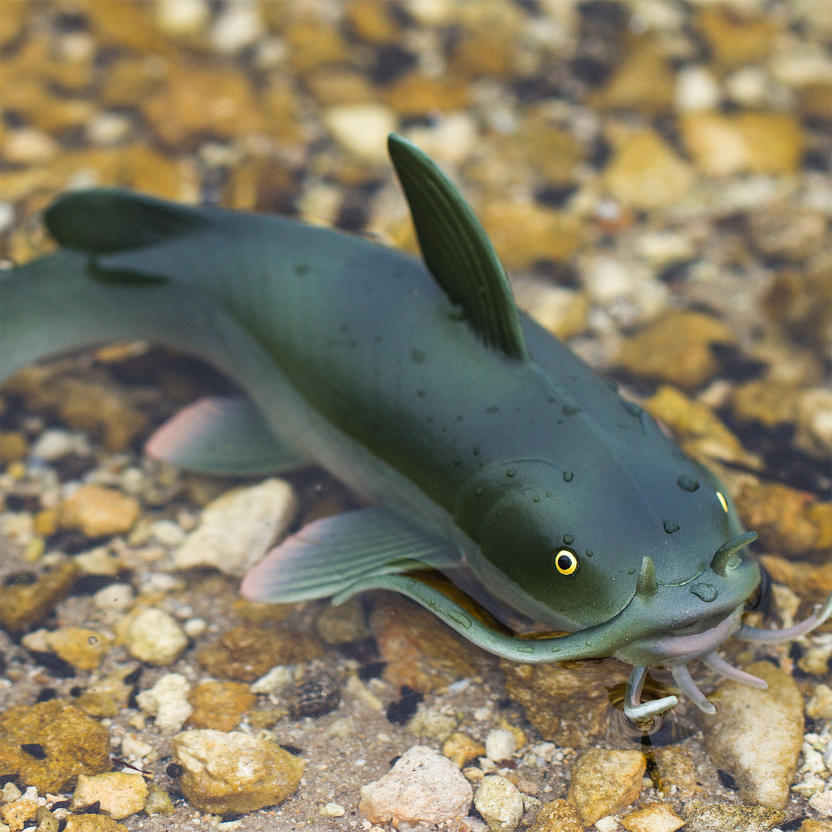 Safari Ltd Catfish XL