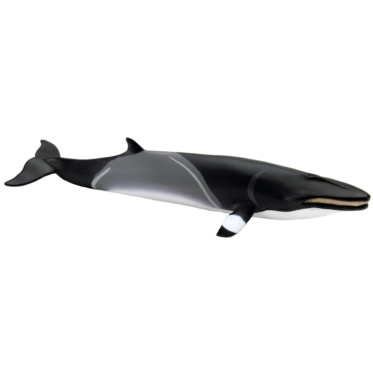 Safari Ltd Minke Whale