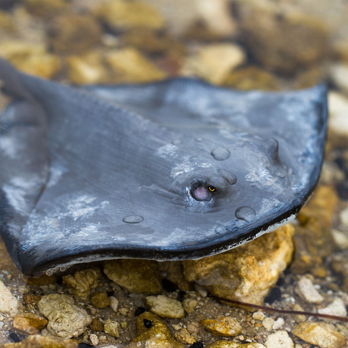 Safari Ltd Sting Ray XL