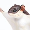 Safari Ltd Flying Squirrel XL