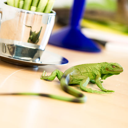 Safari Ltd Iguana Baby XL