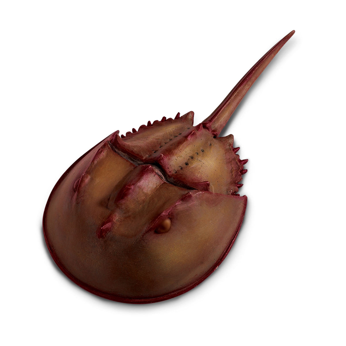 Safari Ltd Horseshoe Crab XL