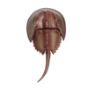Safari Ltd Horseshoe Crab XL