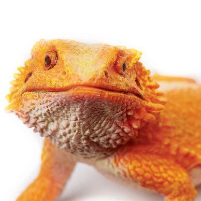 Safari Ltd Bearded Dragon XL