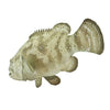 Safari Ltd Goliath Grouper XL