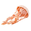 Safari Ltd Jellyfish XL