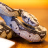Safari Ltd Boa Constrictor XL