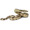 Safari Ltd Boa Constrictor XL
