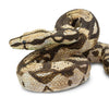 Safari Ltd Boa Constrictor XL