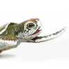Safari Ltd Kemps Ridley Sea Turtle Baby XL