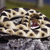 Safari Ltd Eastern Diamondback Rattlesnake XL