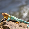 Safari Ltd Collared Lizard XL