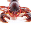 Safari Ltd Maine Lobster XL