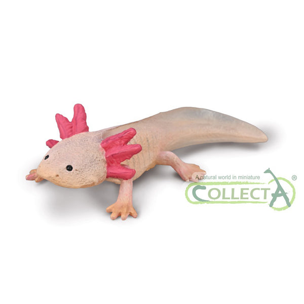 CollectA Axolotl