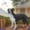 CollectA American Staffordshire Terrier