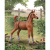 CollectA Arabian Foal - Chestnut