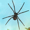 CollectA Black Widow Spider