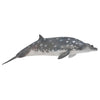 CollectA Blainvilles Beaked Whale