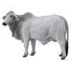 CollectA Brahman Cow Grey