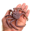 CollectA King Crab