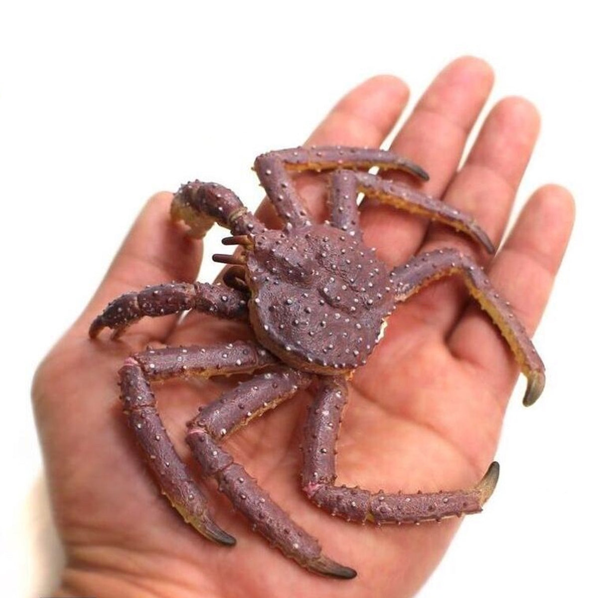 CollectA King Crab