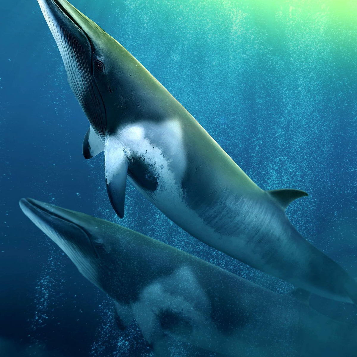 CollectA Minke Whale