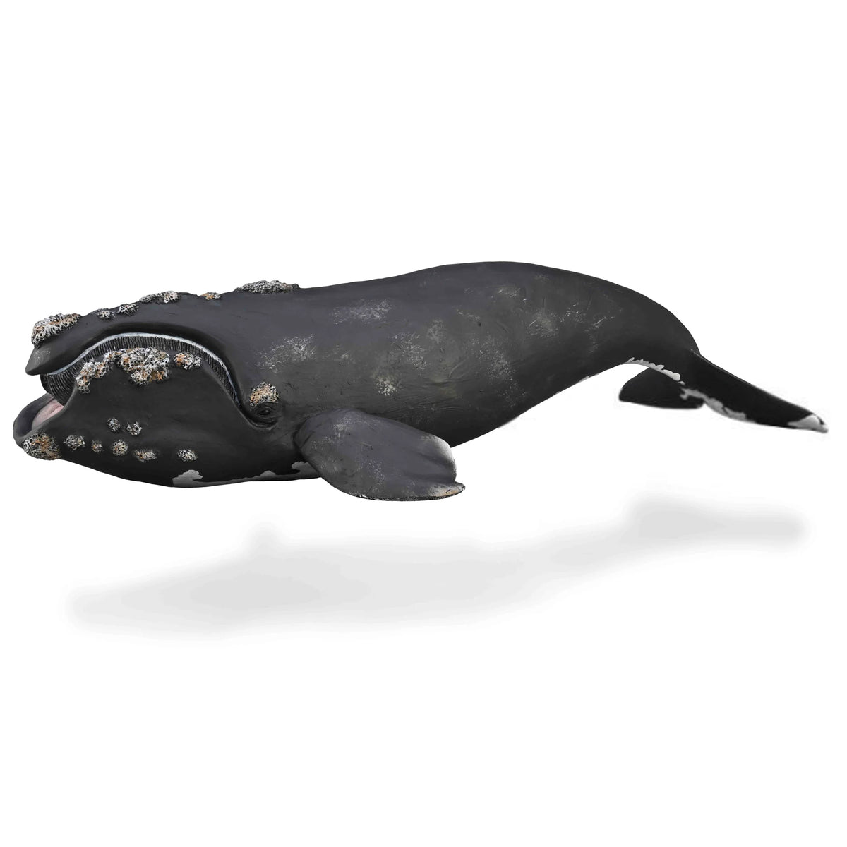 CollectA Right Whale