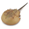 CollectA Horseshoe Crab