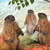 CollectA Marmot