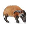 CollectA Red River Hog
