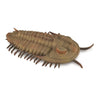 CollectA Redlichia rex trilobite