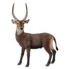 CollectA Waterbuck