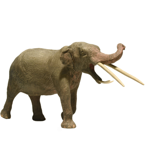 Eofauna Konobelodon Atticus